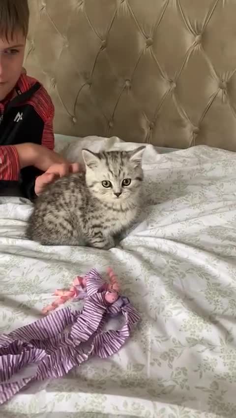 British Shorthair cats for sale: Pedigree silver spotted kittens - Video 1