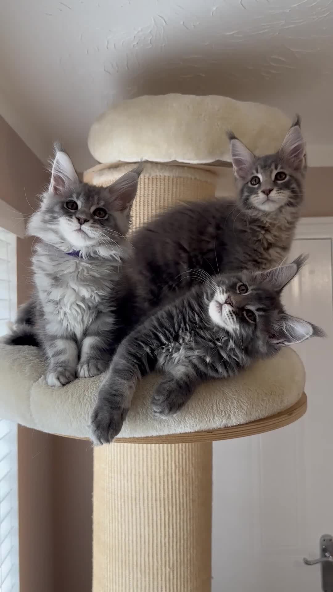 Maine Coon cats for sale: ✨Last 2 Gorgeous Pure Breed Maine Coon Kittens✨ - Video 1