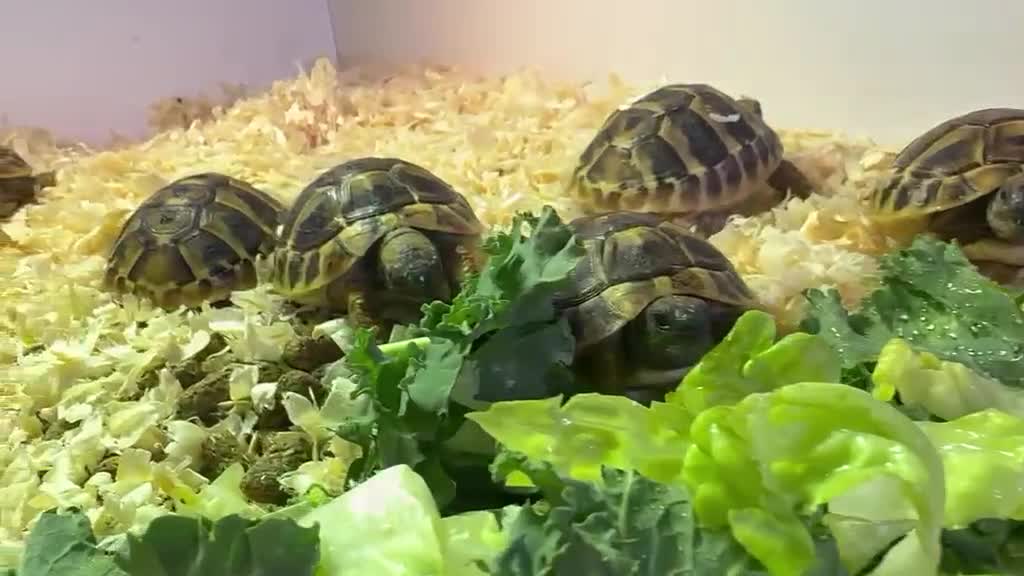 Tortoise reptiles for sale: Hermanns tortoise - Video 1