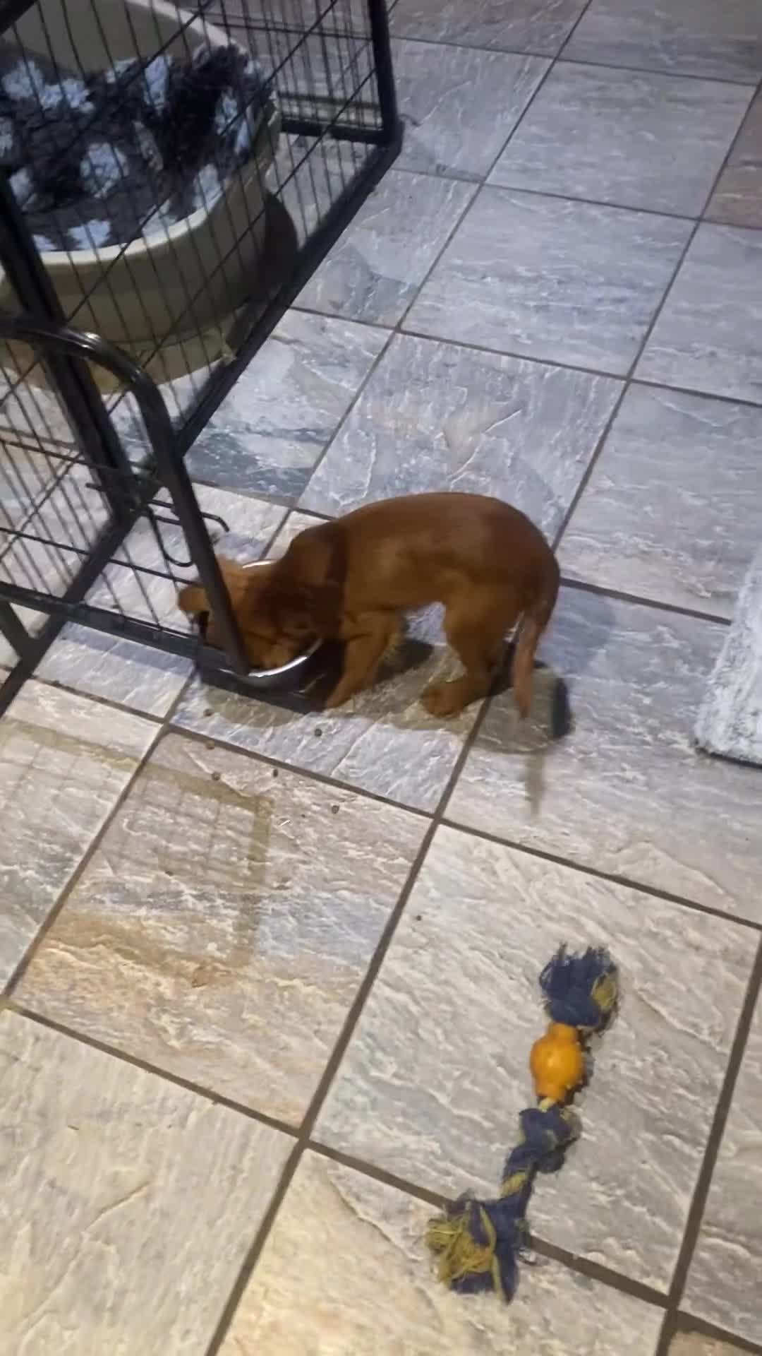 Cavalier King Charles Spaniel dogs for sale: Cavalier King Charles spaniel  - Video 2