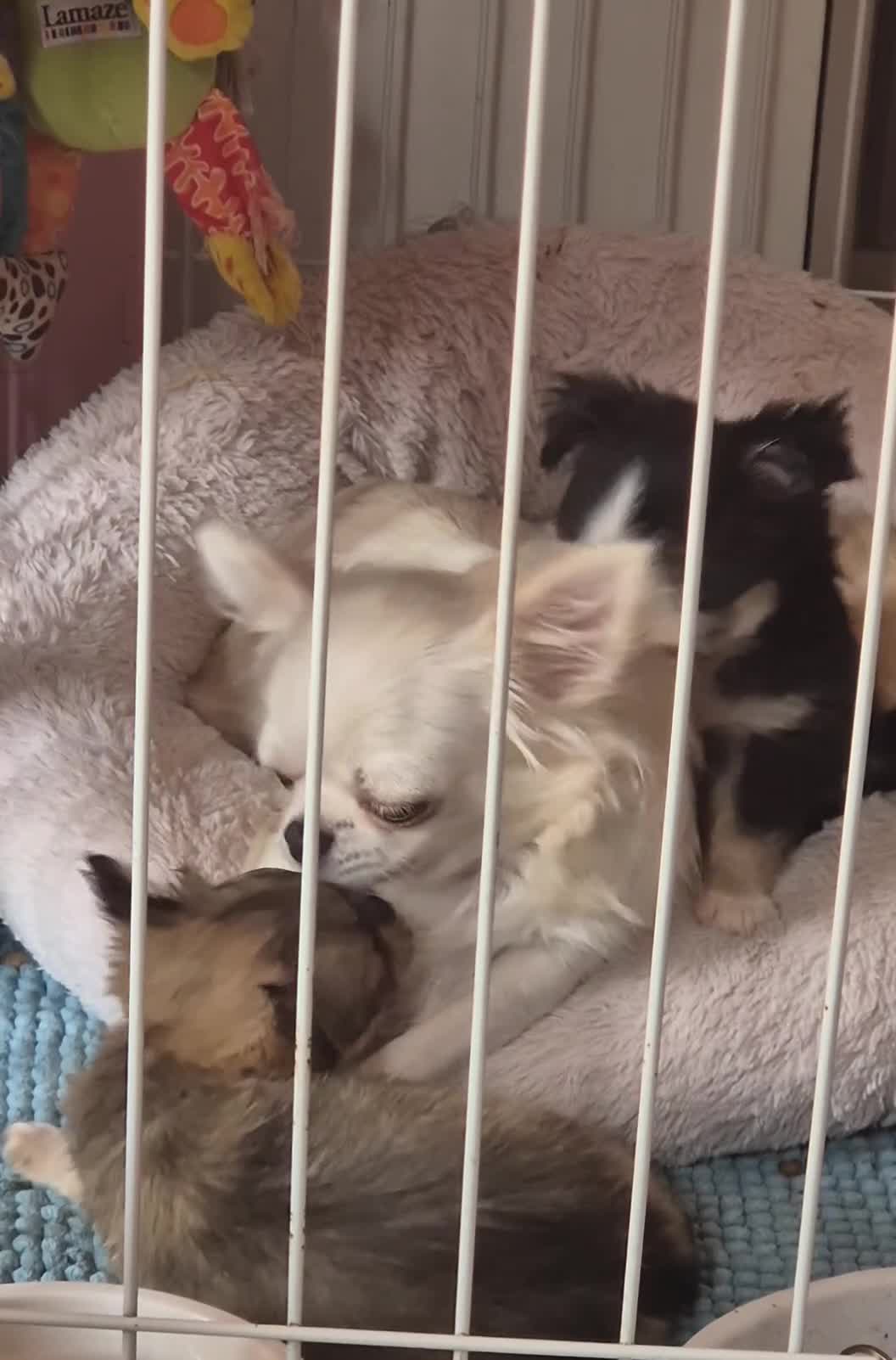 Chihuahua dogs for sale: Beautiful long haired chihuahua girl  - Video 2