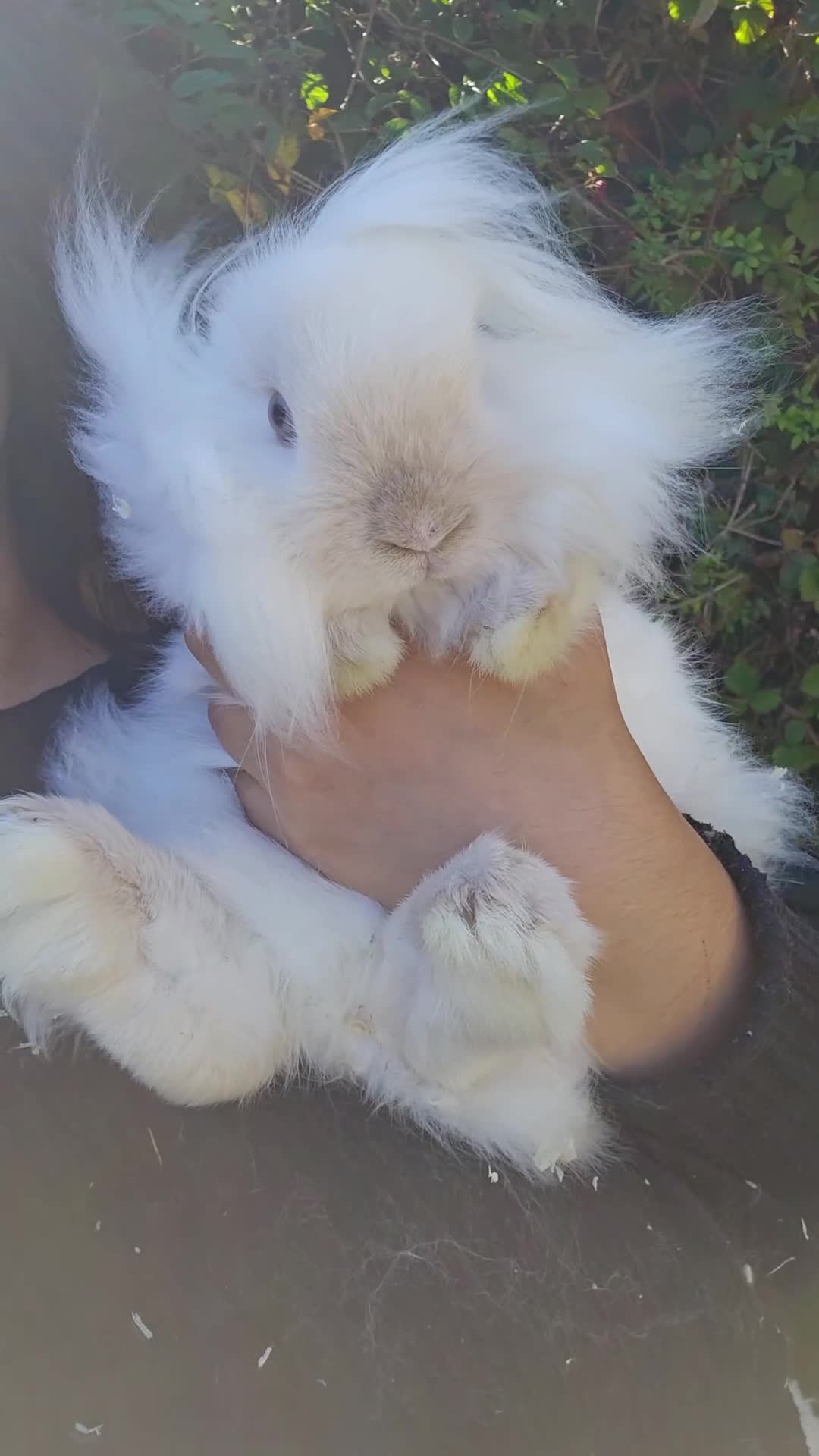 Lionhead rabbits for sale: Gorgeous Lion Head Doe  - Video 1