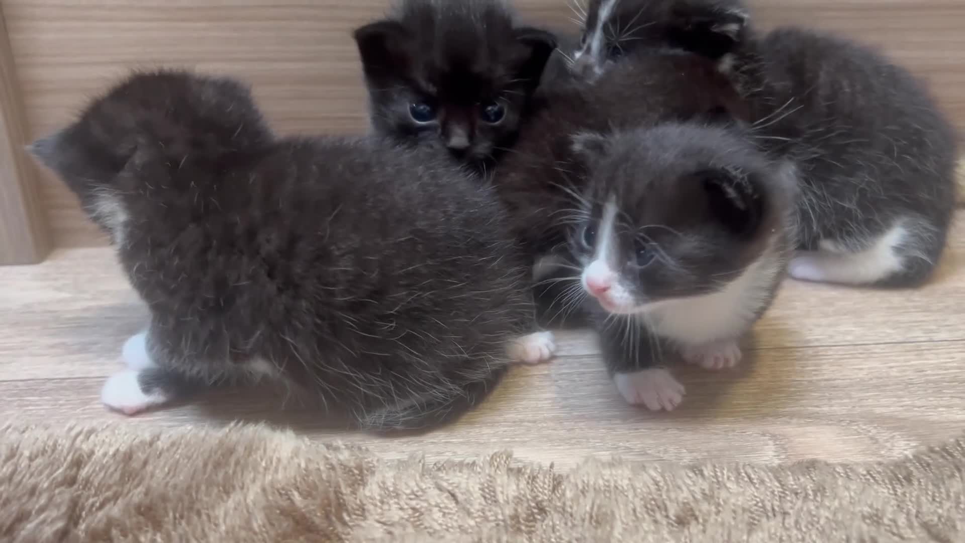 Mixed Breed cats for sale: 🥹🐈Mixed litter kittens looking for forever home - Video 1