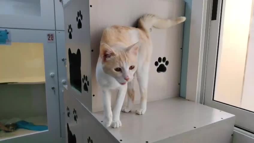 Mixed Breed cats for adoption: [Indoors Only] Honey - Affectionate sweetheart - Video 1