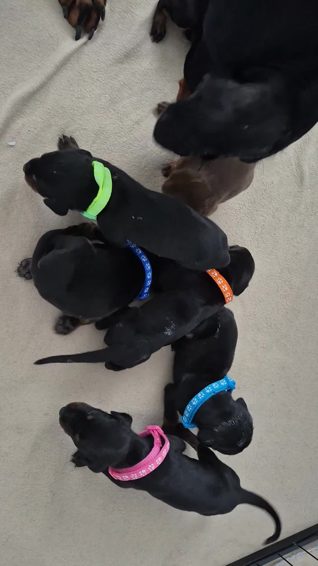 Dobermann dogs for sale: ⭐️⭐️⭐️⭐️⭐️ KC Reg European Dobermann puppies - Video 3