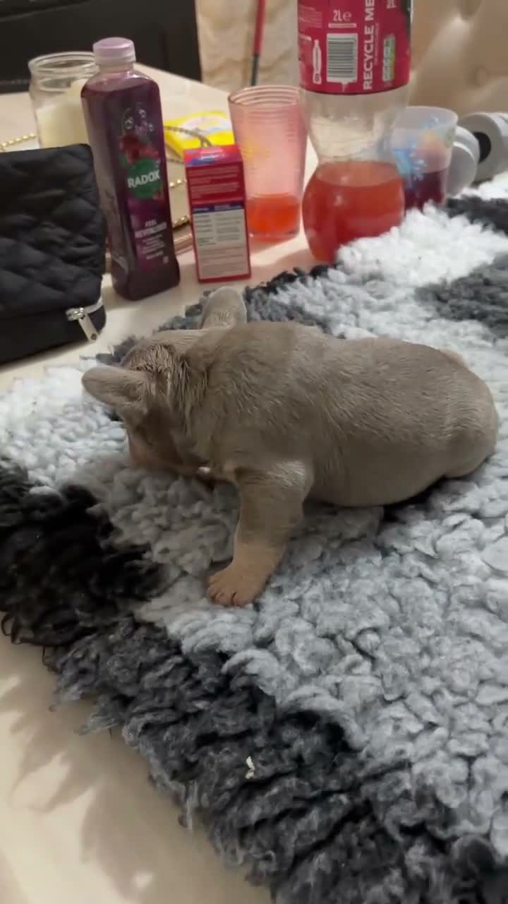 French Bulldog dogs for sale: Baby meets Gotti  - Video 1