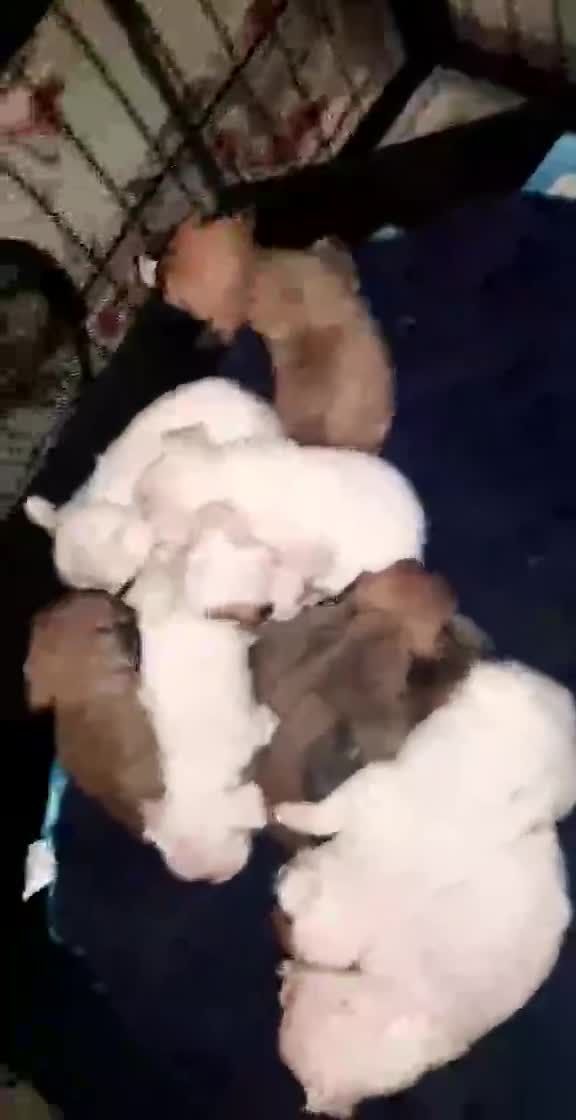 Mixed Breed dogs for sale: Frenchie X staffy - Video 1