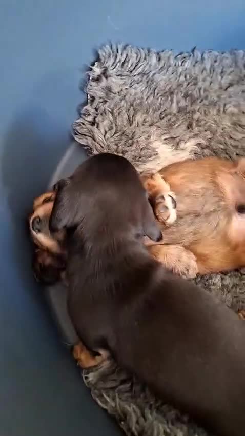Miniature Dachshund dogs for sale: Long haired shaded cream miniature dachshunds  - Video 1