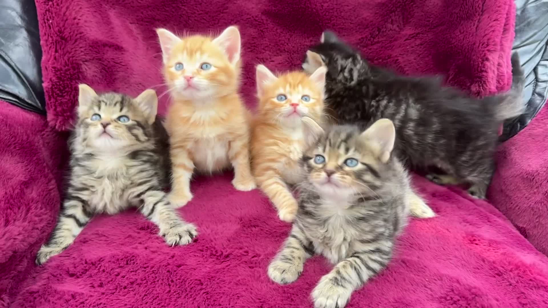 Mixed Breed cats for sale: Beautiful kittens 😻 - Video 2