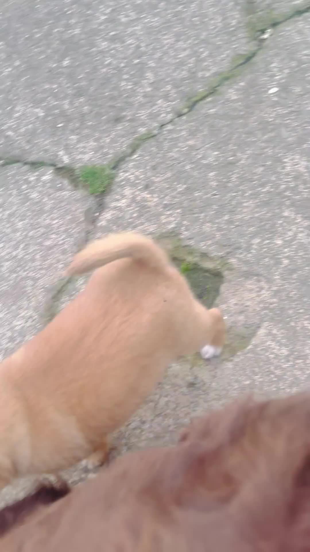 Mixed Breed dogs for sale:  Beautiful puppies  - Video 2