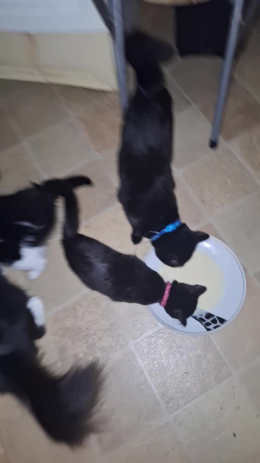 Mixed Breed cats for sale: Fluffy Kittens Gorgeous Personalities! 🐱💞 - Video 1