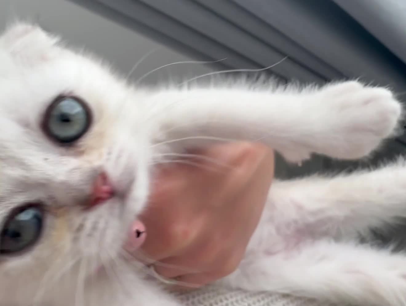Scottish Fold cats for sale: British short hairs (Scottish straight) ready  - Video 1