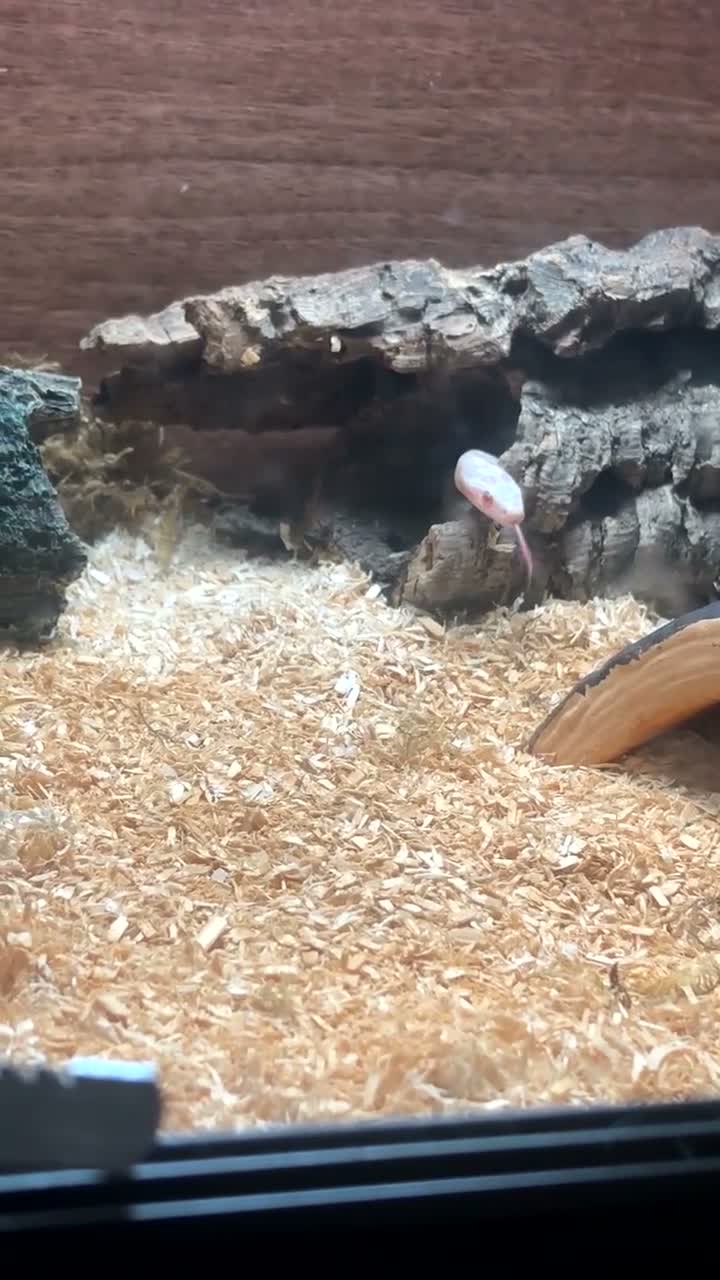 Corn Snake reptiles for sale: Avalanche cornsnake  in Ferryhill - Video 1