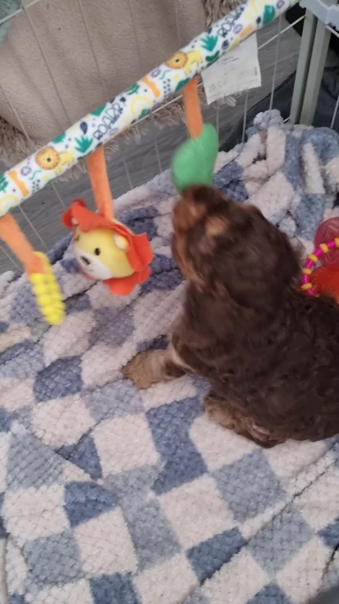 Cockapoo dogs for sale: F2 Cockapoo - Video 1