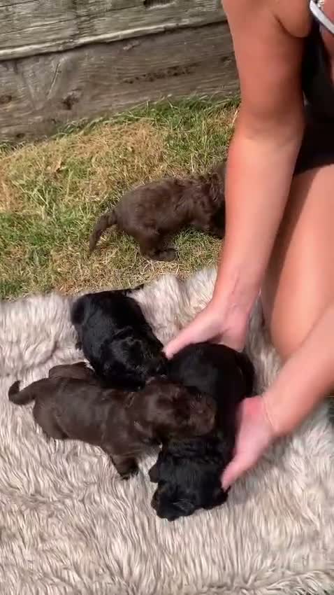 Cockapoo dogs for sale: STUNNING F1 COCKAPOO PUPPIES - Video 1