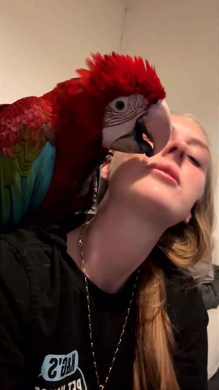 Macaws birds for sale: Baby Green-wing macaws - Video 1