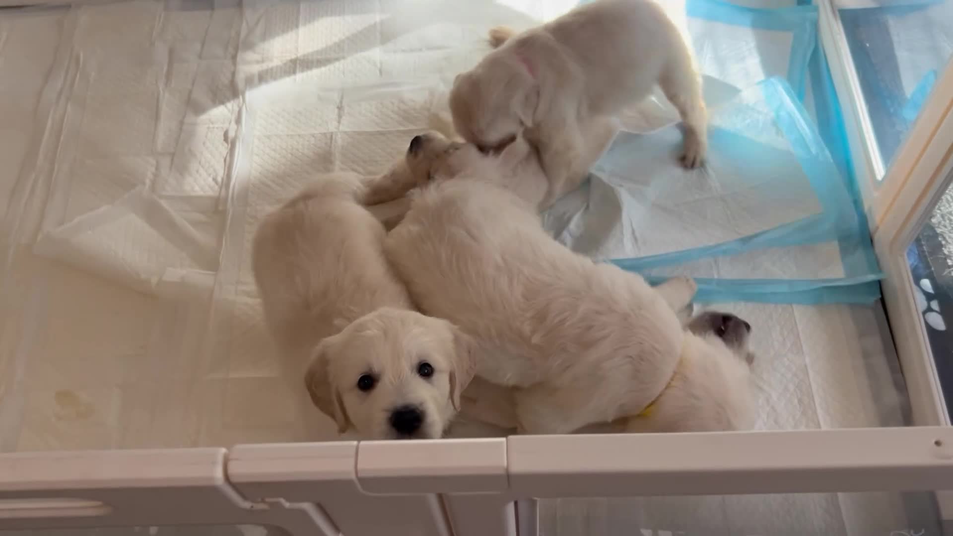 Golden Retriever dogs for sale: Beautiful cream retrievers ready for 20th April in Congleton - Video 1