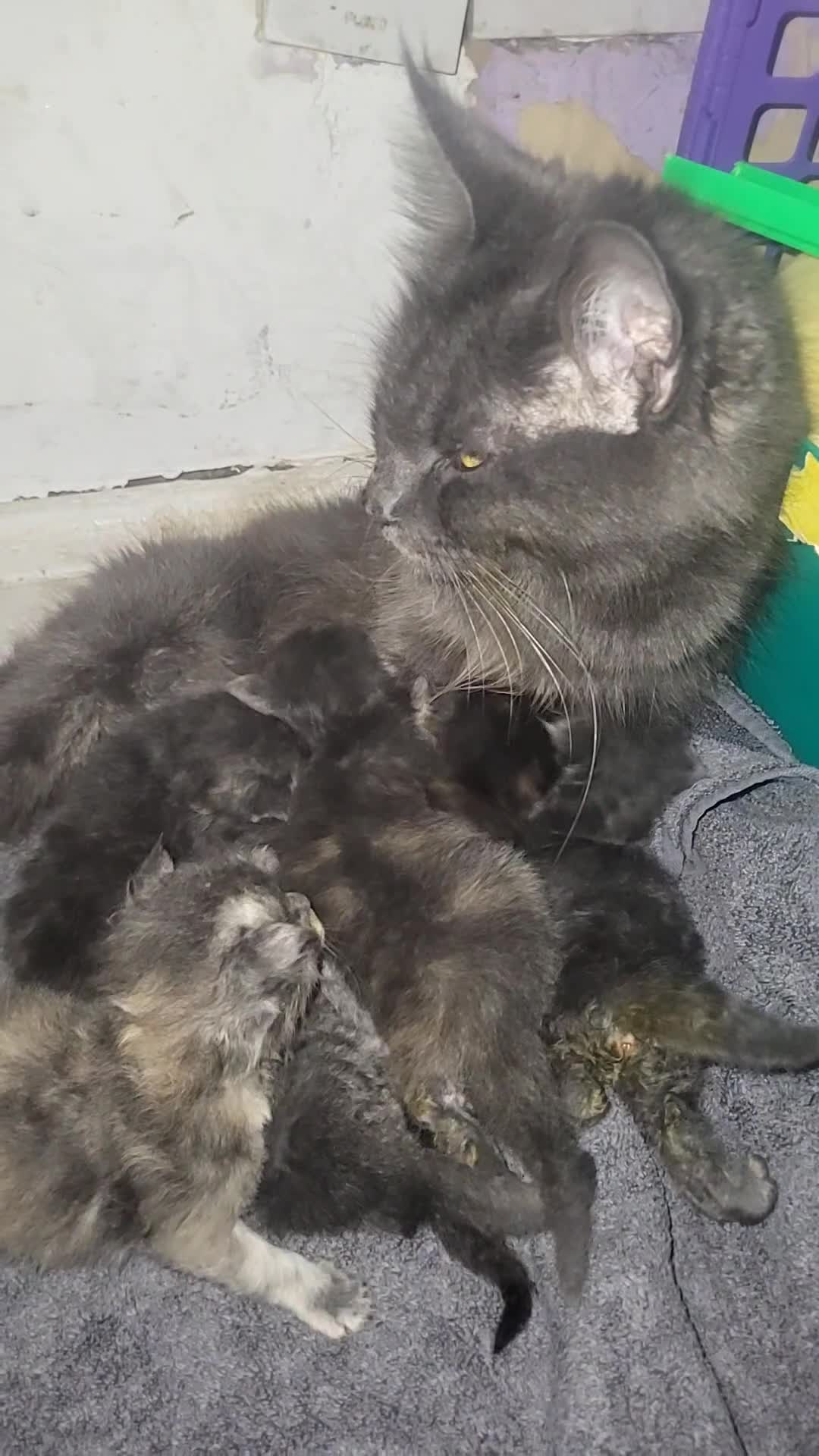 Maine Coon cats for sale: Maincoon kittens - Video 1