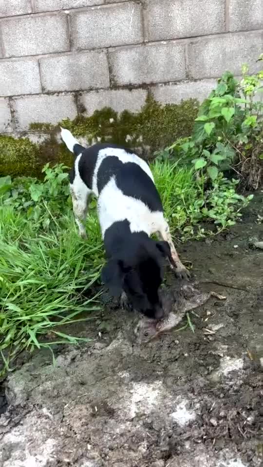 Jack Russell dogs for stud: Guinness in Colyton - Video 1