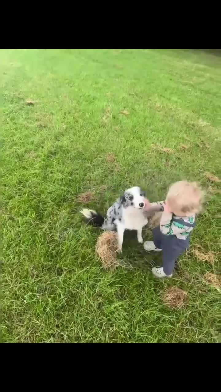 Border Collie dogs for sale: Blue Merle Bitch - Video 1