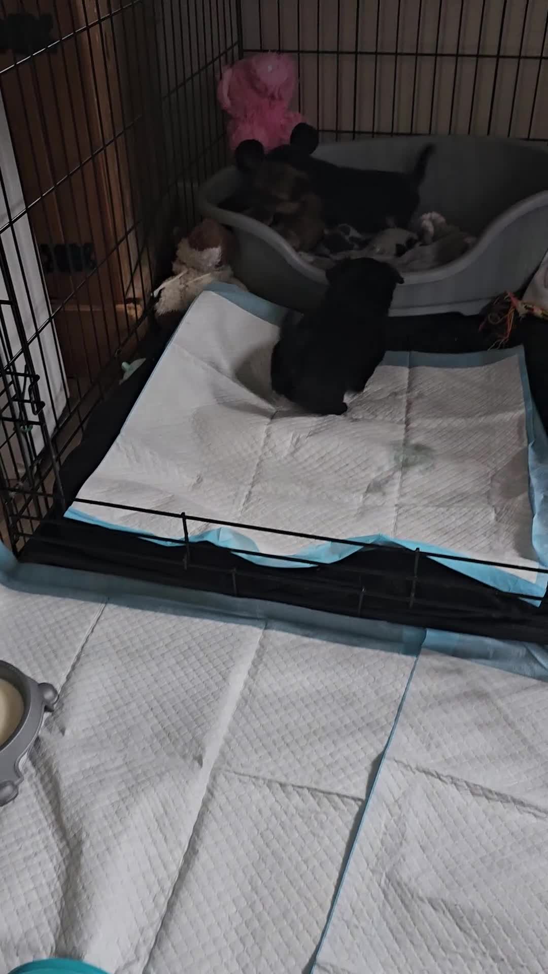 Chihuahua dogs for sale: Tiny chihuahuas  - Video 1