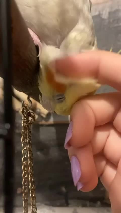 Cockatiels birds for sale: Coke  - Video 3
