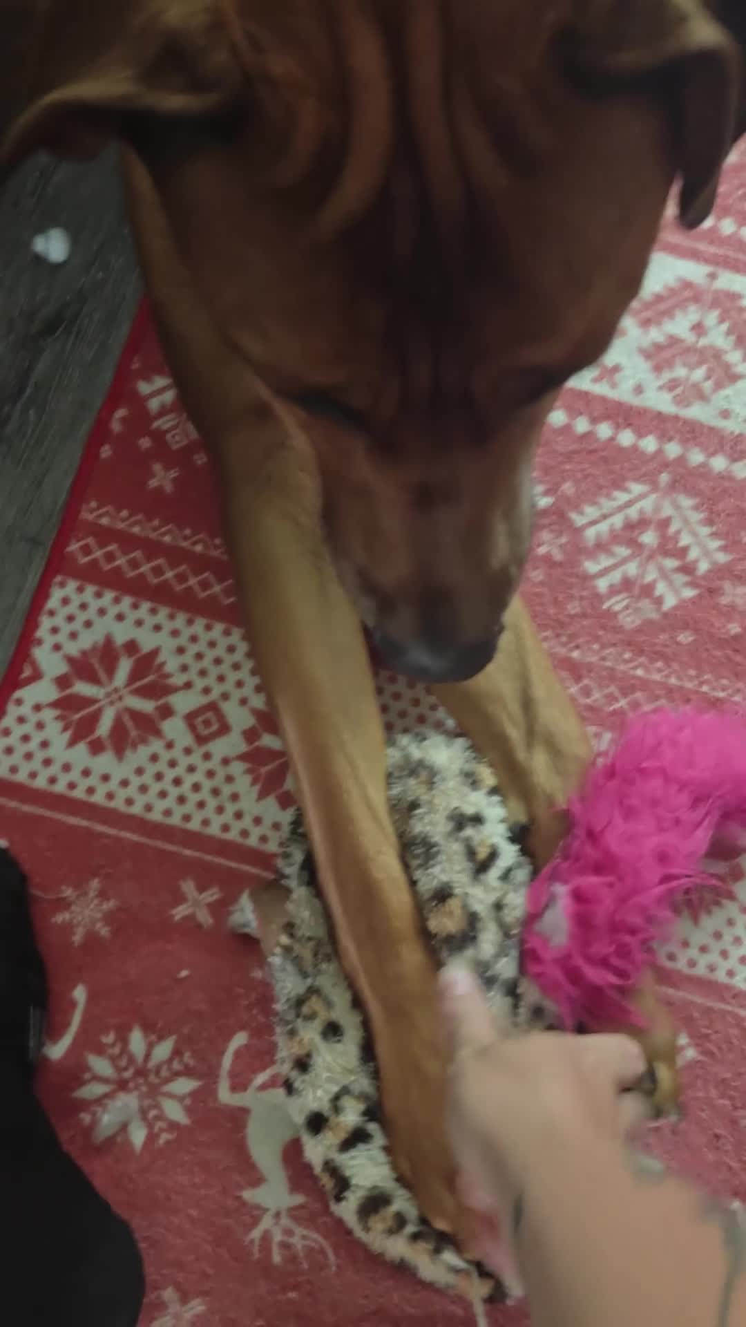 Mixed Breed dogs for sale: Kobie - doberman  ** tiff  in Bargoed - Video 2