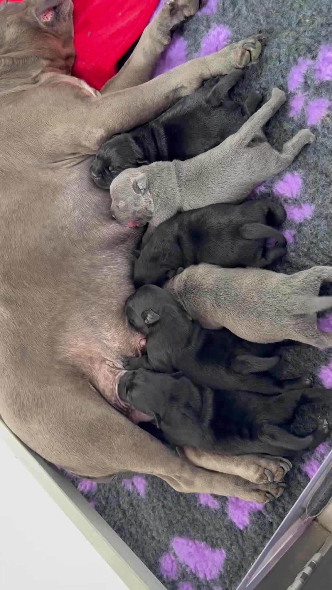 Staffordshire Bull Terrier dogs for sale: KC Registered Mr T & Luminastaffs Puppies - Video 1