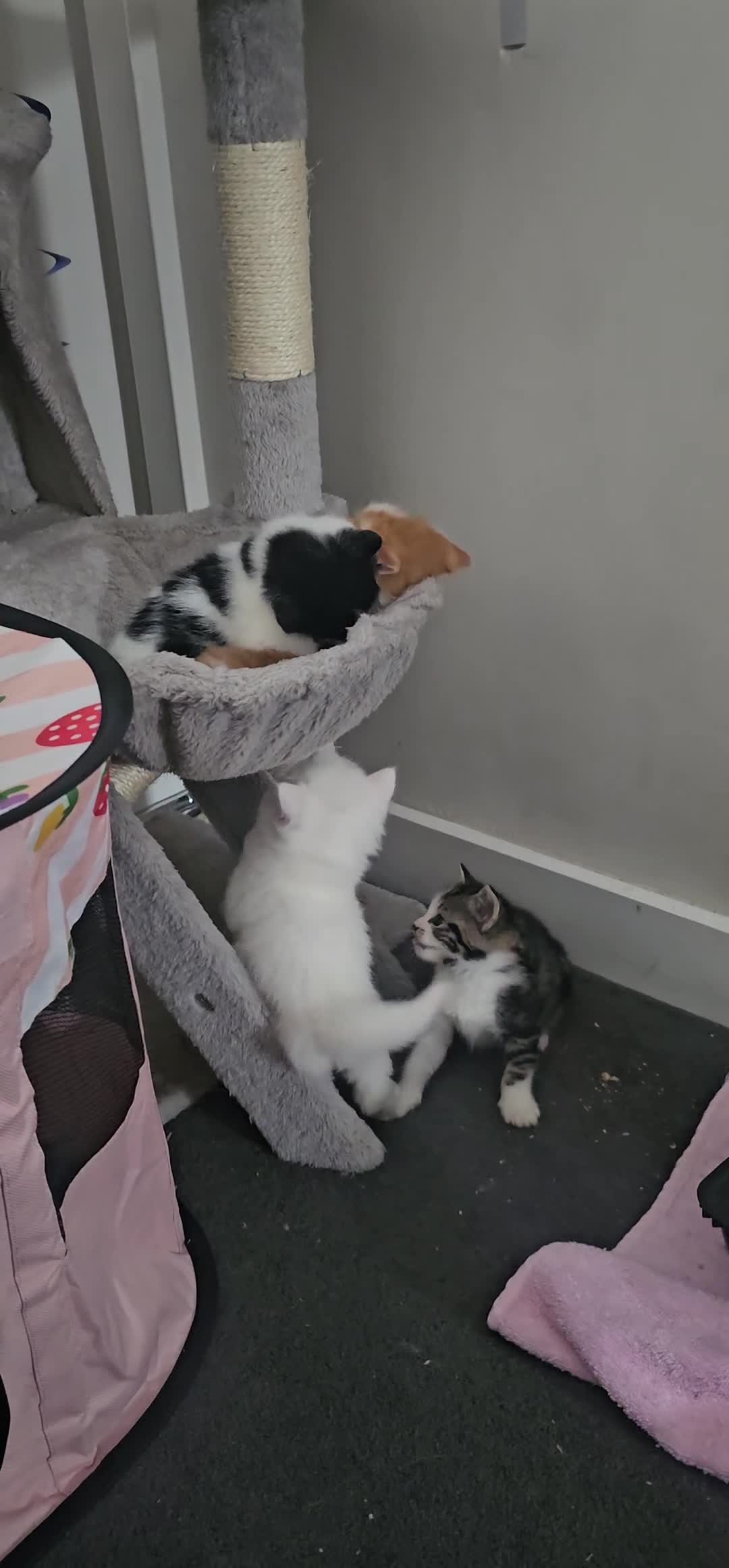 Mixed Breed cats for sale: MAINE COON X AMERICAN SHORT HAIR - Video 1