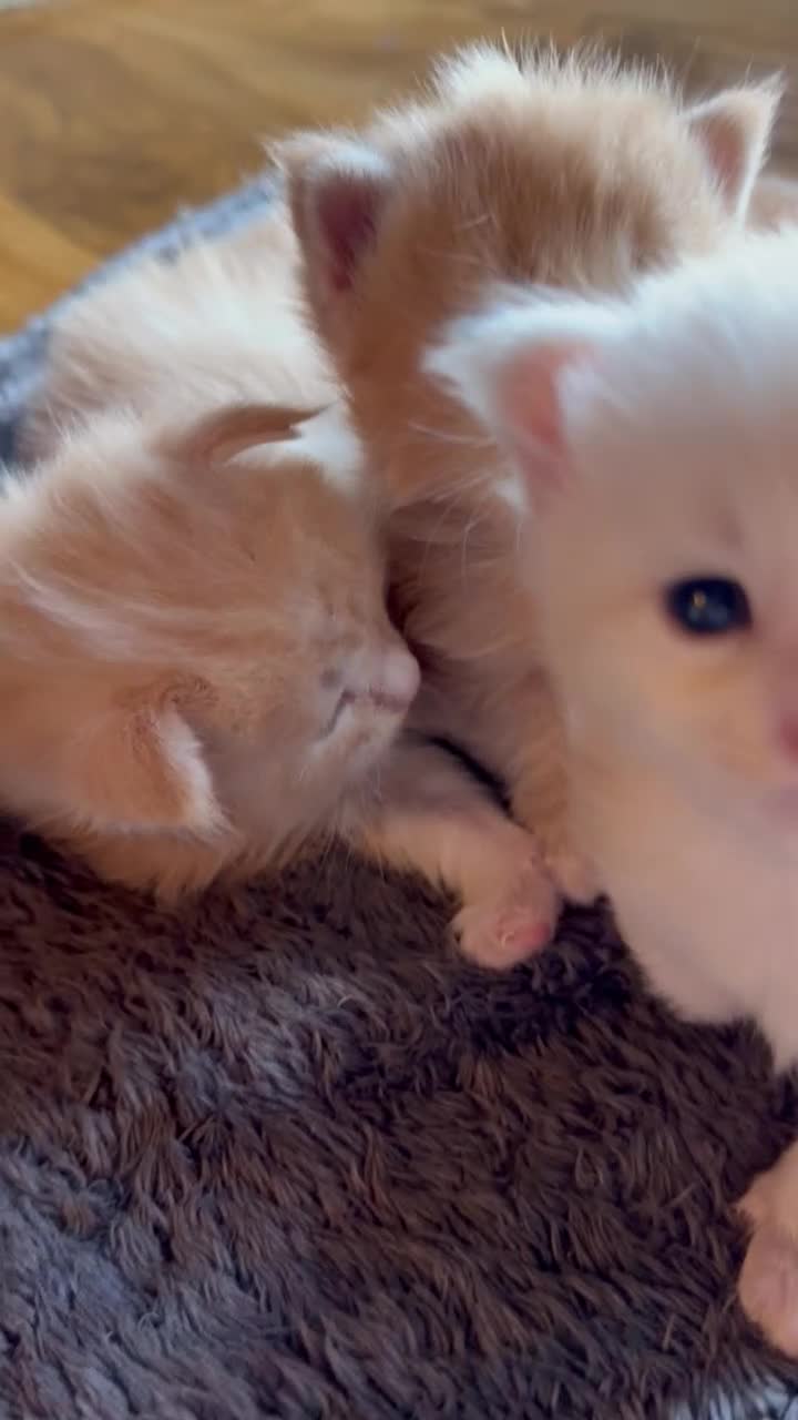 Maine Coon cats for sale: Maine Coon Kittens  - Video 2