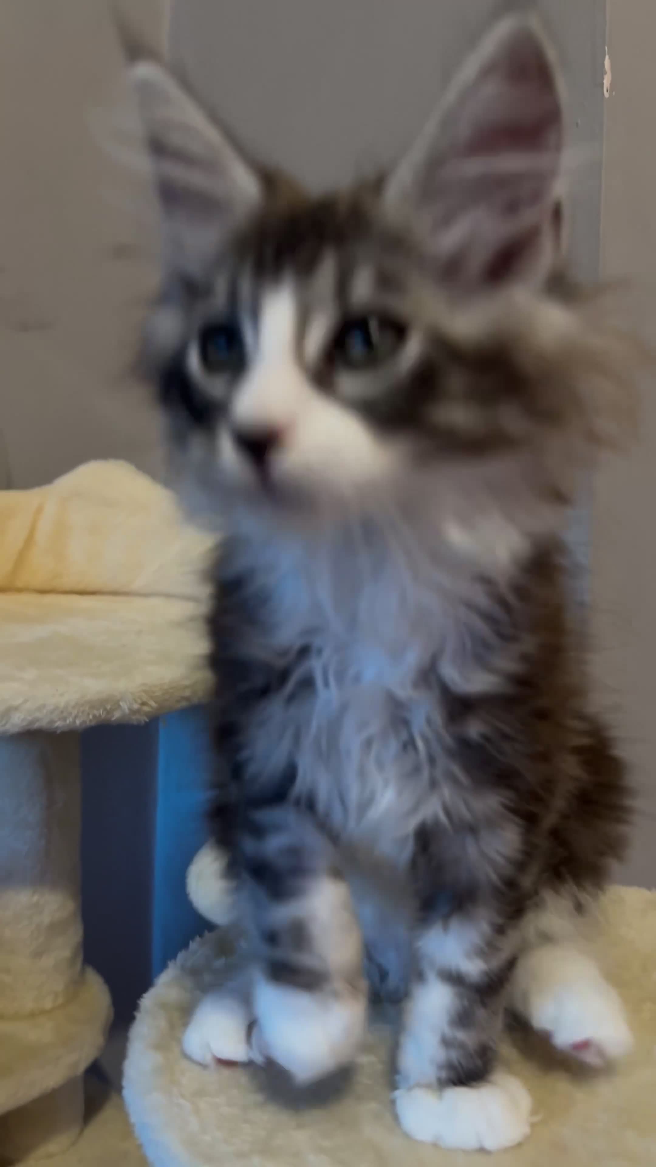 Maine Coon cats for sale: Maine Coon kittens XXL - Video 2