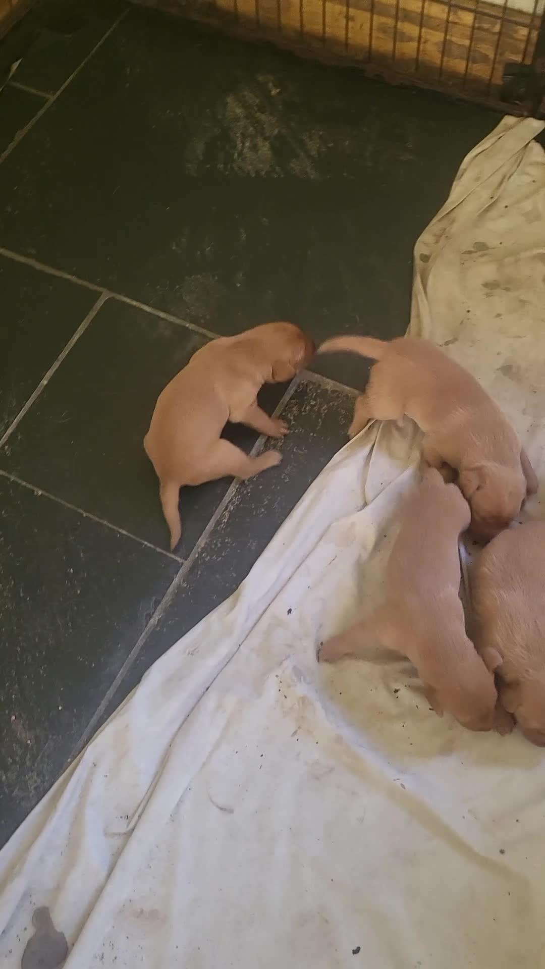 Labrador Retriever dogs for sale: A Perfect Litter of Pedigree Fox Red Labradors - Video 1