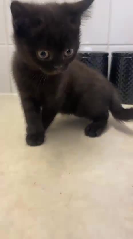 British Shorthair cats for sale: Champion GCCF Black British Shorthair Kittens - Video 4
