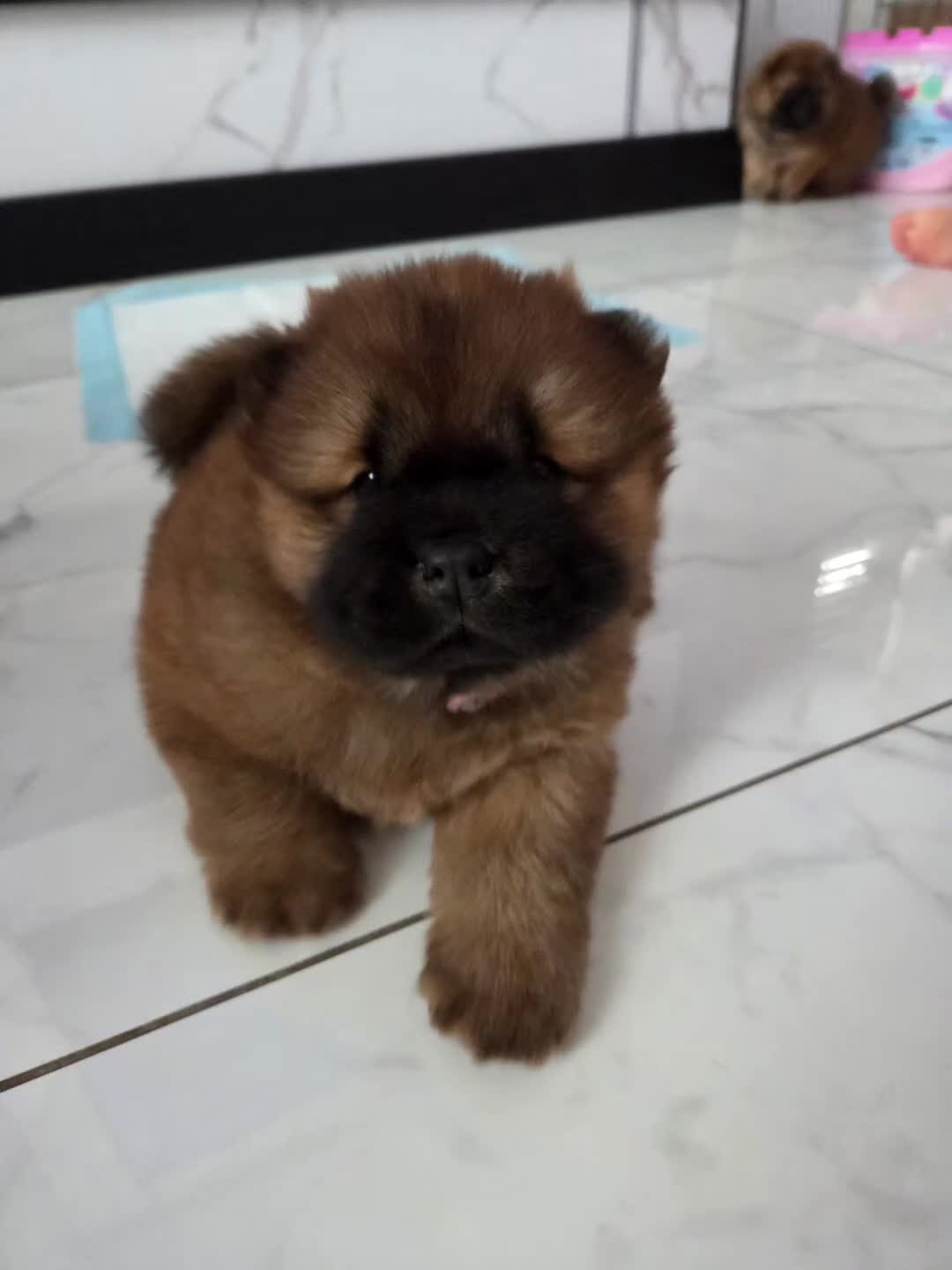 Chow Chow dogs for sale: READY NOW !!! KC REGISTERED CHOW CHOW GIRL - Video 1