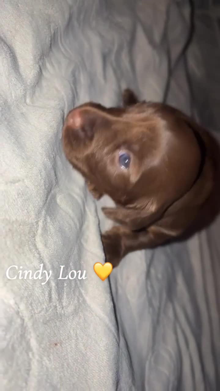 Miniature Dachshund dogs for sale: Our chocolate and tan pups  - Video 1