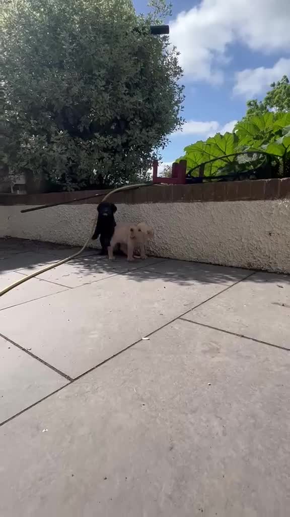 Labrador Retriever dogs for sale: Kc lab pups  - Video 3