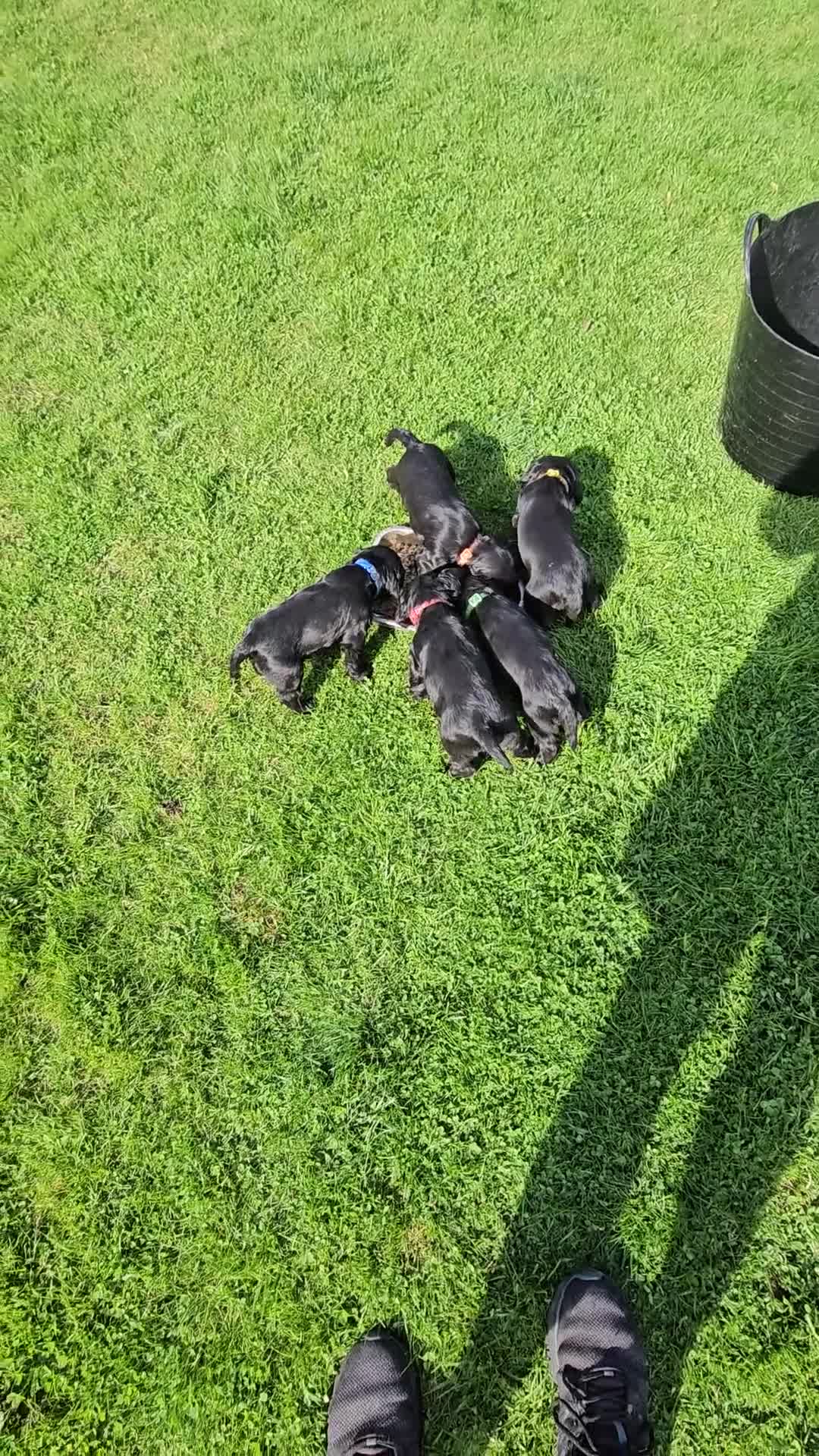 Cocker Spaniel dogs for sale: Working cocker spaniel pup - Video 1