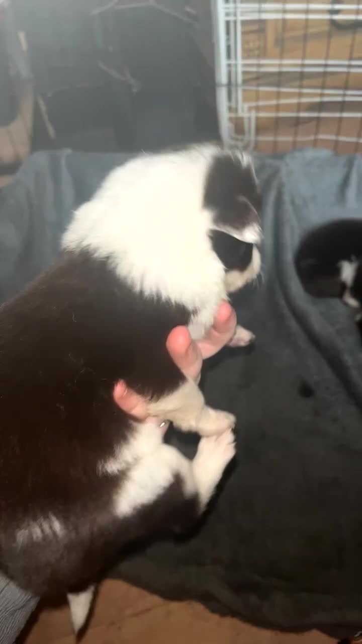 Border Collie dogs for sale: Litter of 7 border collies - Video 2