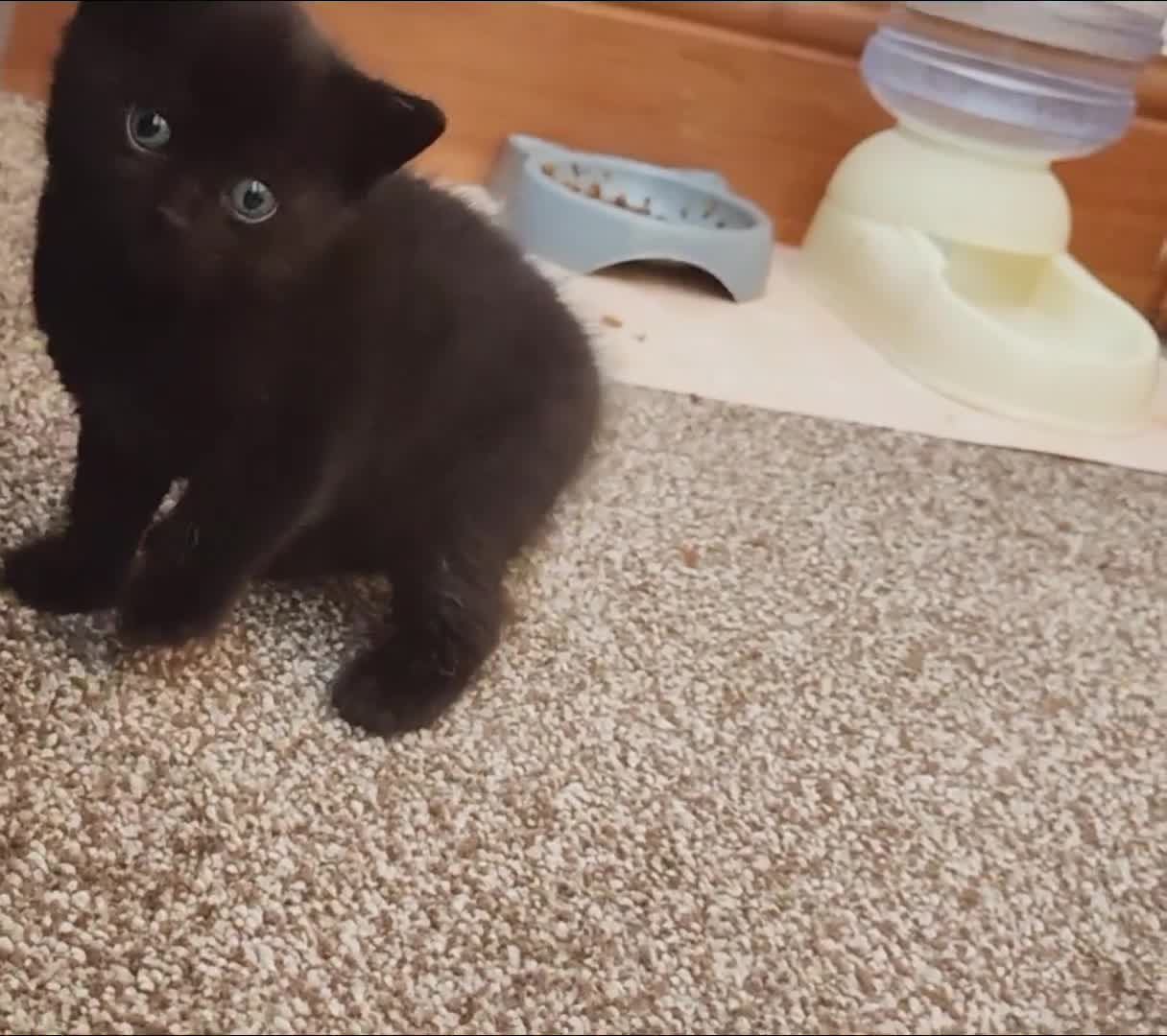 British Shorthair cats for sale: British shorthair kittens - Video 1