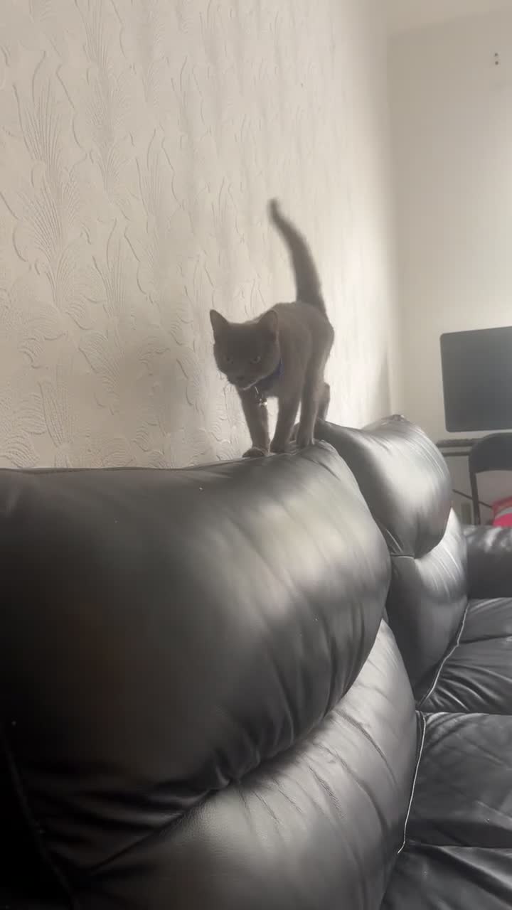 Russian Blue cats for sale: Beautiful Russian Blue mix - Video 3