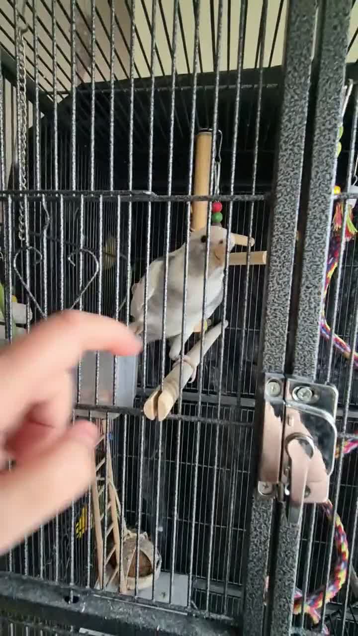 Cockatiels birds for sale: Ricky is looking for a loving forever home in Warrington - Video 3