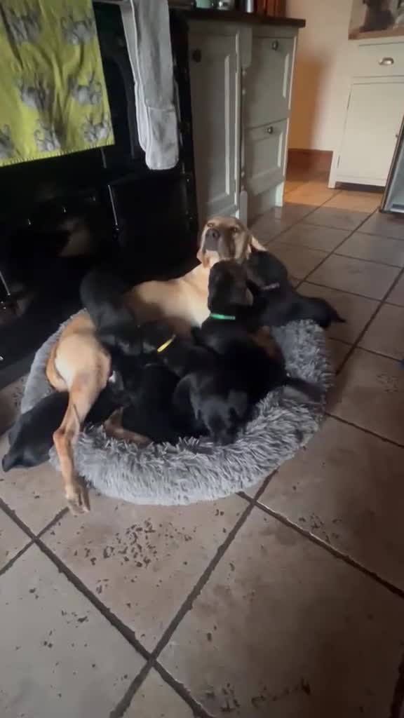 Labrador Retriever dogs for sale: Pedigree Black Labrador Puppies - Video 1