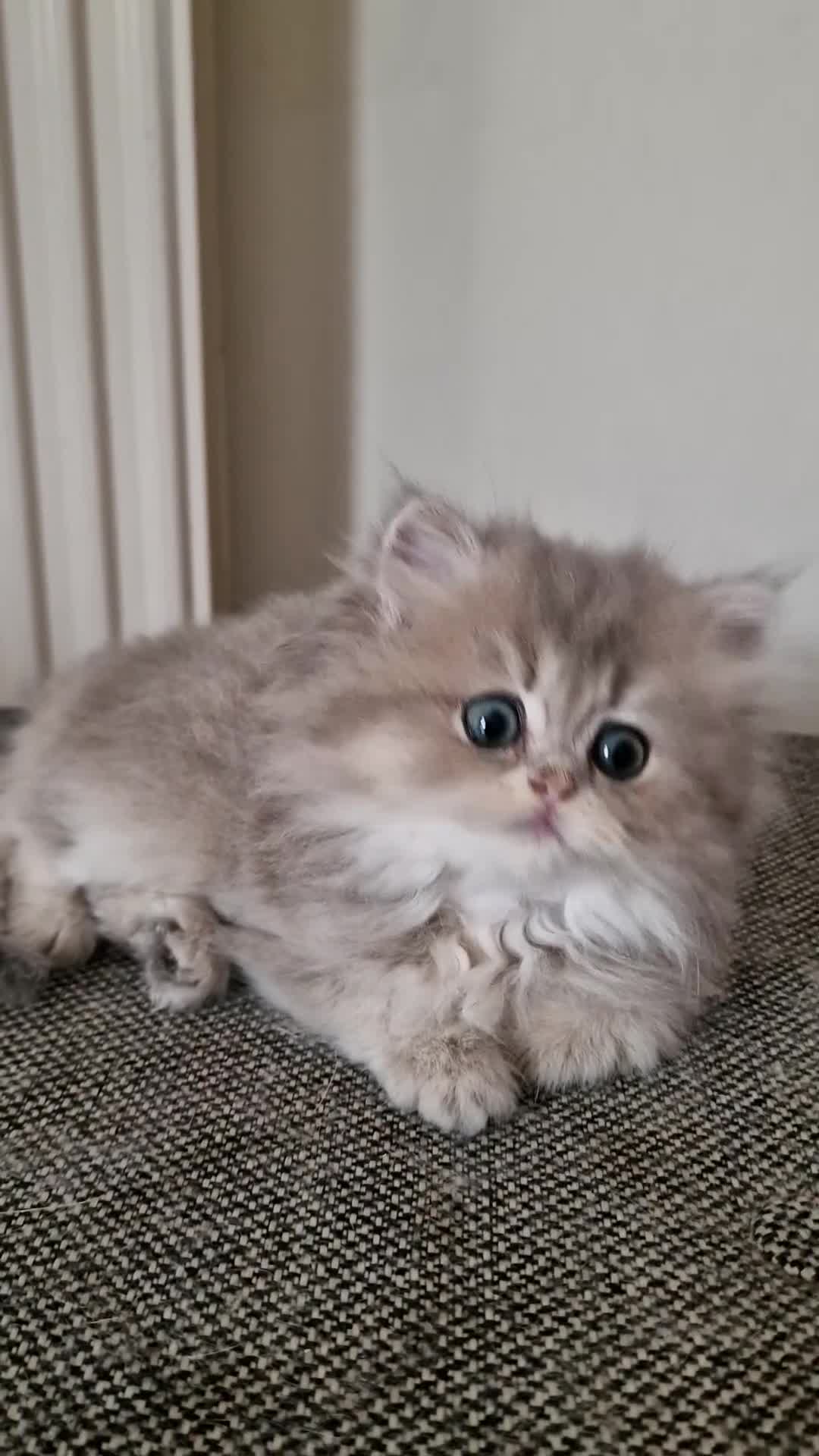 British Shorthair cats for sale: 🌟GCCF registred kittens 🌟 - Video 3