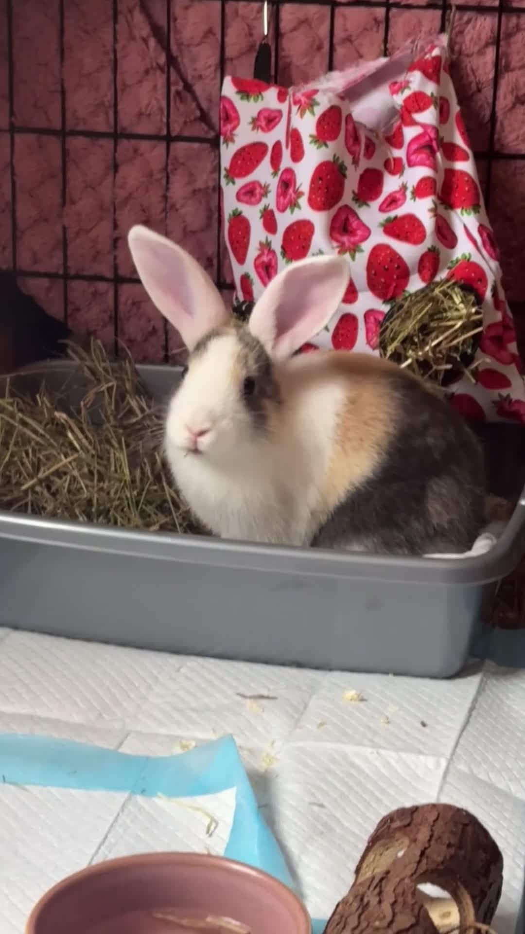 Mixed Breed rabbits for sale: Mini pop mix breed - Video 2