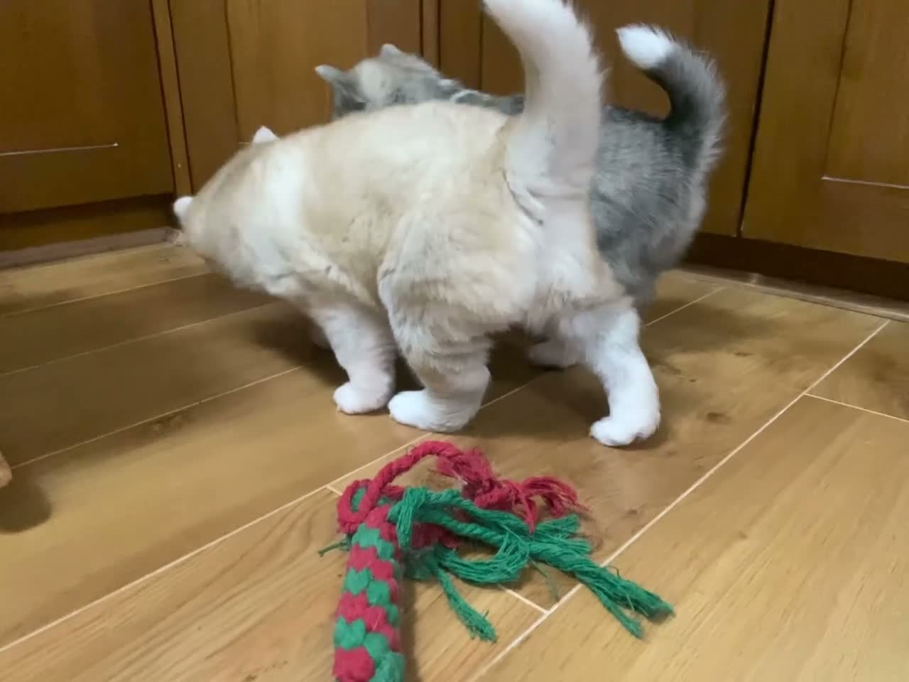 Pomsky dogs for sale: Stunning Blue Eyed F4 Pomsky Puppies in Widnes - Video 1
