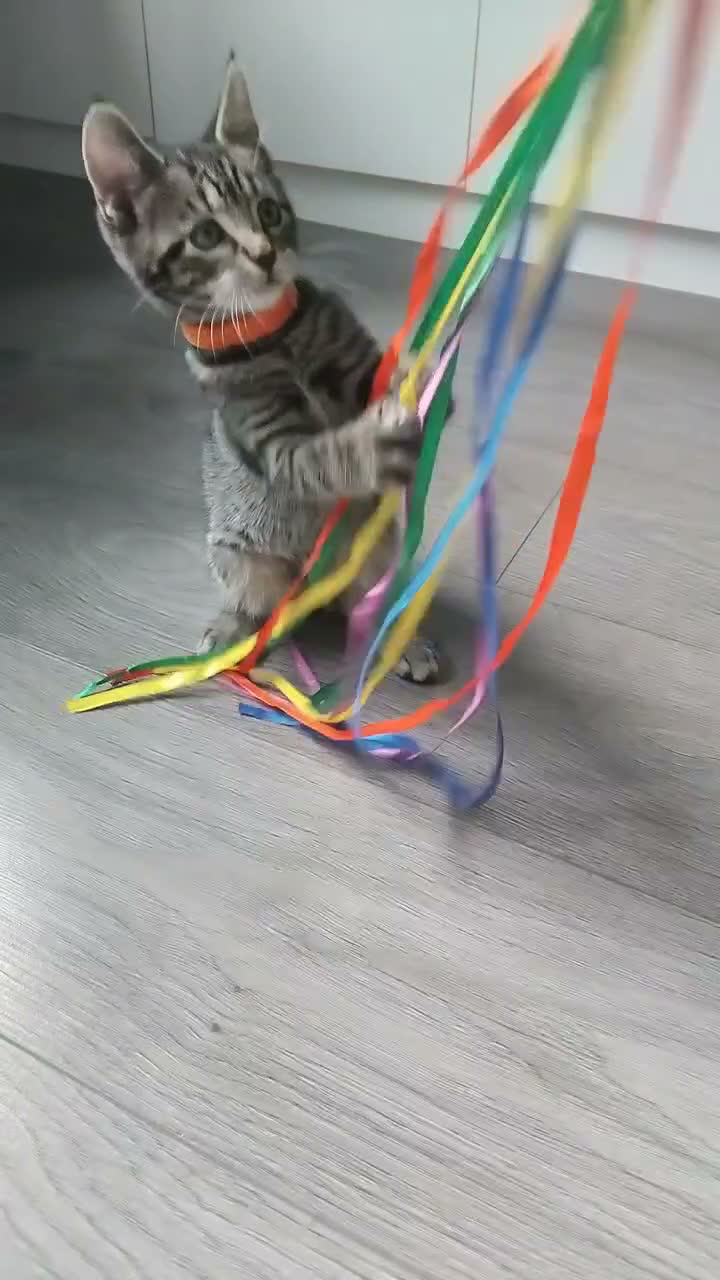 Domestic Shorthair cats for sale: Beautiful 9 weeks old Tabby kittens  - Video 1
