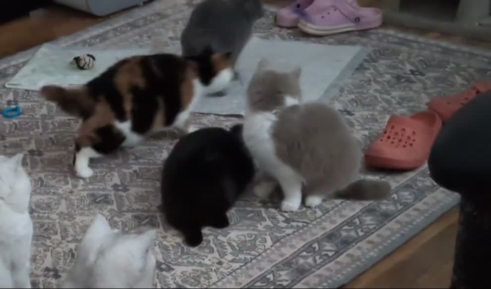 British Shorthair cats for sale: Gorgeous Torti British Shorthair  - Video 1