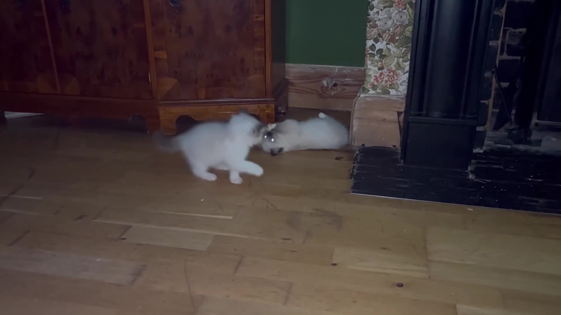 Ragdoll cats for sale: Ragdoll kittens purebred - Video 4