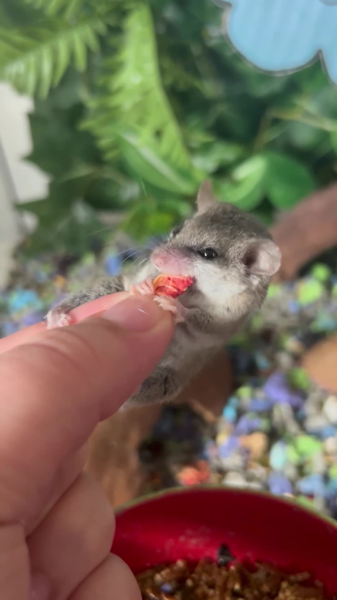 Mixed Breed rodents for sale: 3 African Pygmy Dormice || Micro Squirrels - Video 1