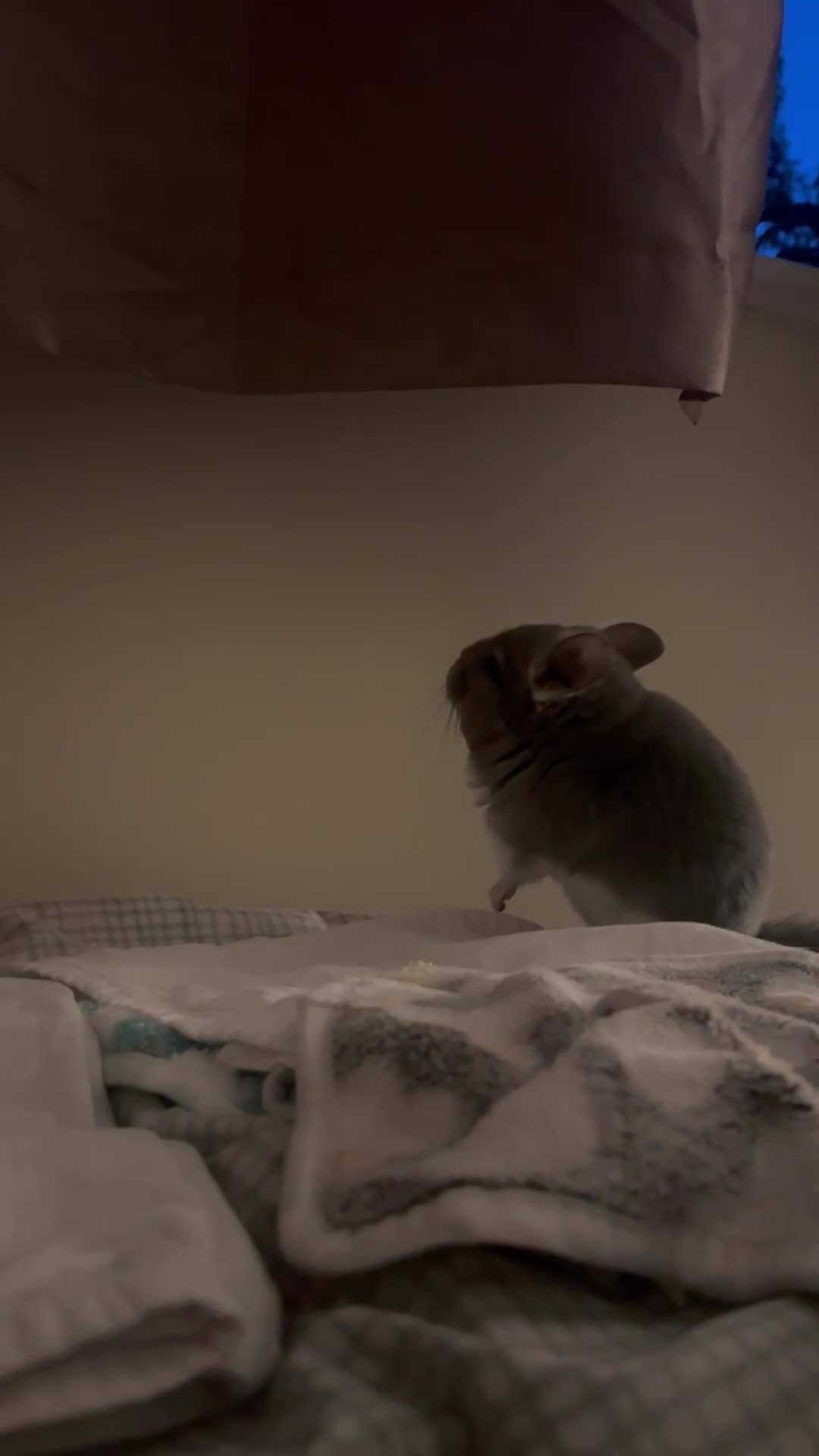 Chinchilla rodents for sale: Two Bonded Chinchillas  in Peterborough - Video 2